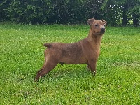 Étalon Pinscher nain - Mouss Des marais de courmont