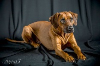 Étalon Rhodesian Ridgeback - Famous insiza adia van meerwoog