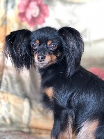 Étalon Russkiy Toy (Petit Chien Russe) - Chipie jolie coeur Joeberger