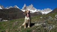 Étalon Setter Anglais - Jayna Du val d'aubin