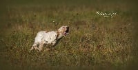 Étalon Setter Anglais - Onéa de feunteun bleis