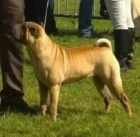 Étalon Shar Pei - Hana-bel de la mare aux loutres