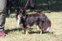 Étalon Shetland Sheepdog - Lollipops Des petites fées des sables