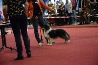 Étalon Shetland Sheepdog - I'm ricco fervidus