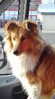 Étalon Shetland Sheepdog - Lovely lola gold Du puit saint loup