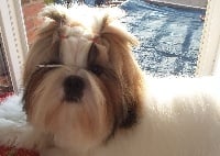 Étalon Shih Tzu - O,neil Du Domaine Du Shiloh