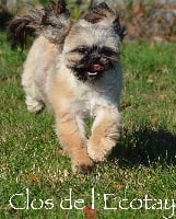 Étalon Shih Tzu - Nymeria de l'Orée de Bretagne