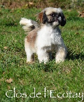 Étalon Shih Tzu - Nissandeï de l'Orée de Bretagne