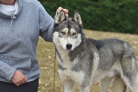 Étalon Siberian Husky - L'kilimendjaro Wolf Of Sibalt