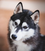 Étalon Siberian Husky - Louna dite louve des rèves polaires