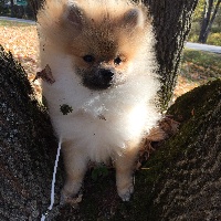 Étalon Spitz allemand - majestas vestra Urfinn