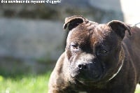 Étalon Staffordshire Bull Terrier - Leïko Du Coeur Des Terres