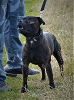 Étalon Staffordshire Bull Terrier - Manolo ribera Angel Of War