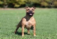 Étalon Staffordshire Bull Terrier - Lyna Fontystaff