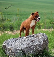 Étalon Staffordshire Bull Terrier - Demon Black Madness