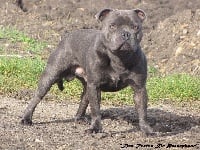 Étalon Staffordshire Bull Terrier - Irko blue at domaine des alunts