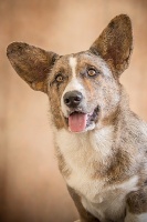 Étalon Welsh Corgi Cardigan - Gannibal iz sozvezdiya khana