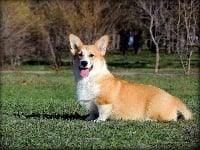 Étalon Welsh Corgi Pembroke - ReÏna dubensky zamok