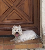 Étalon West Highland White Terrier - Lady girl dite leelou just for me
