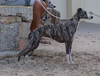 Étalon Whippet - CH. Miss trêve De Tetiaroa