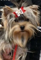 Étalon Yorkshire Terrier - Liselotte De la villa du sieur paoli