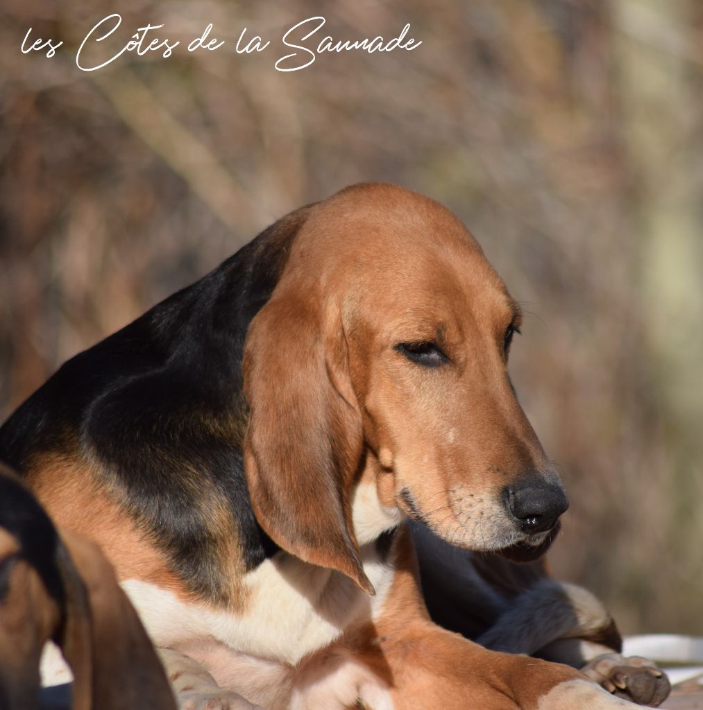 Publication : des Cotes de la Saunade Auteur : des côtes de la saunade