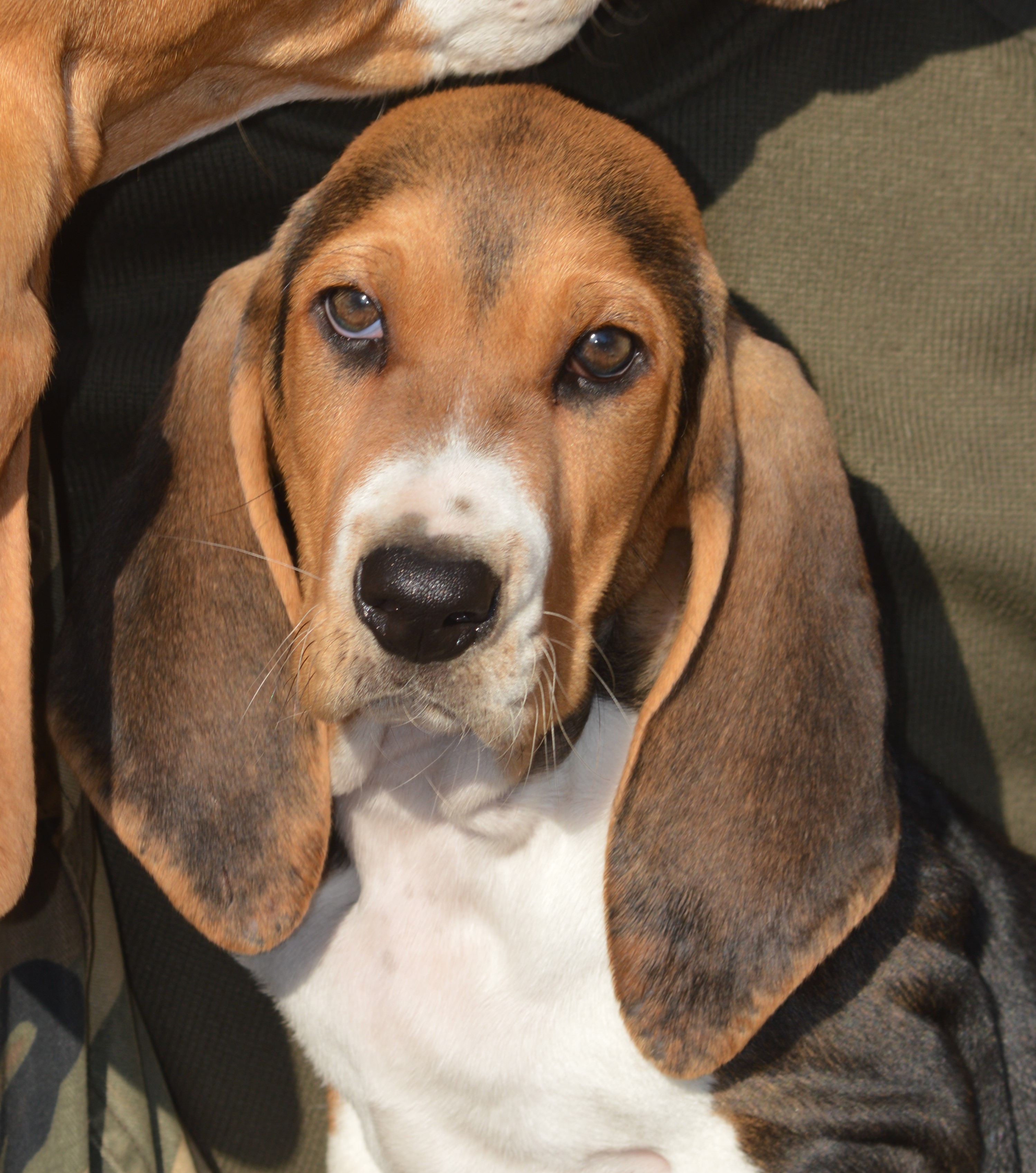 Publication : Du Domaine De Lu Ti