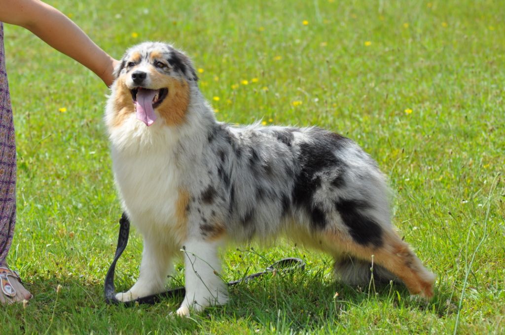 Publication : du Haras des Pierres de Lune 