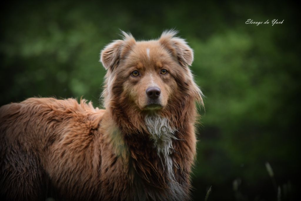 Auteur : Elevage du Yack