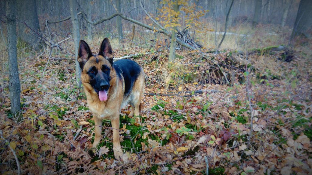 Publication : du Manoir des Princes 