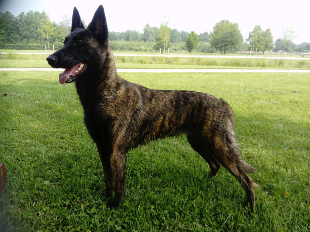 Publication : Des Louves Du Houtland 