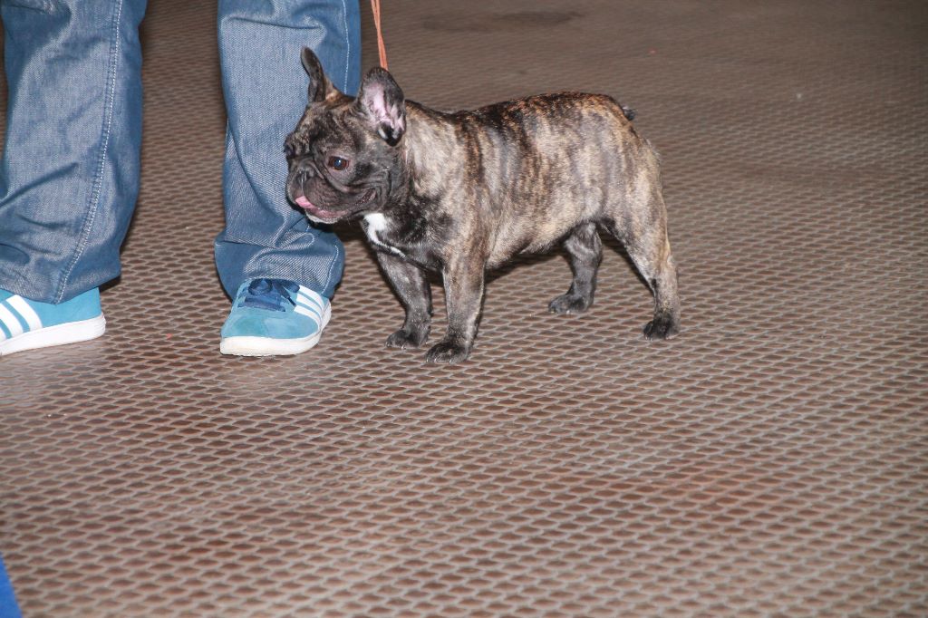 Nancy by night De La Futaie Des Merveilles