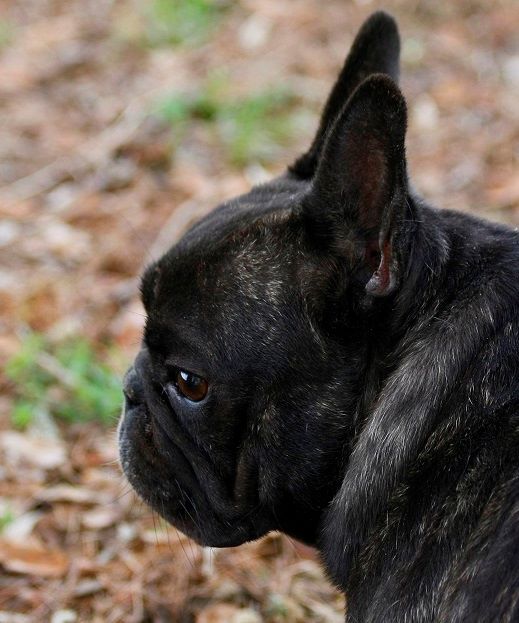 Publication : du Chevalier Gascon Auteur : Chevalier Gascon LAGARDERE