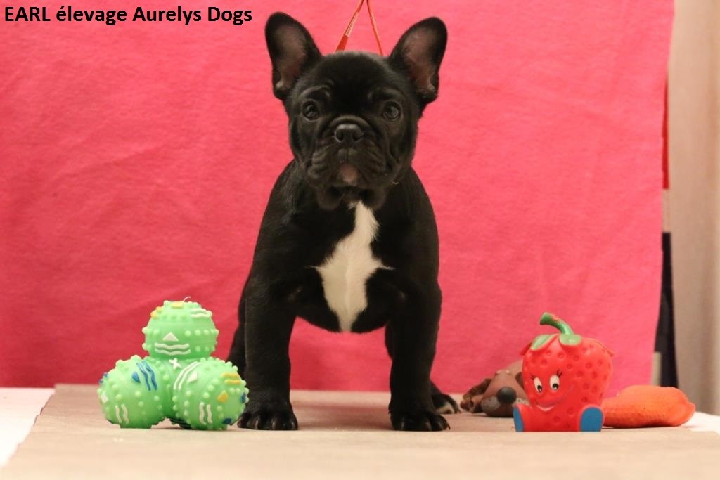 Publication : Aurely's Dogs Auteur : Aurelys Dogs