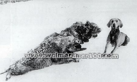 Astor vom mollenbeck