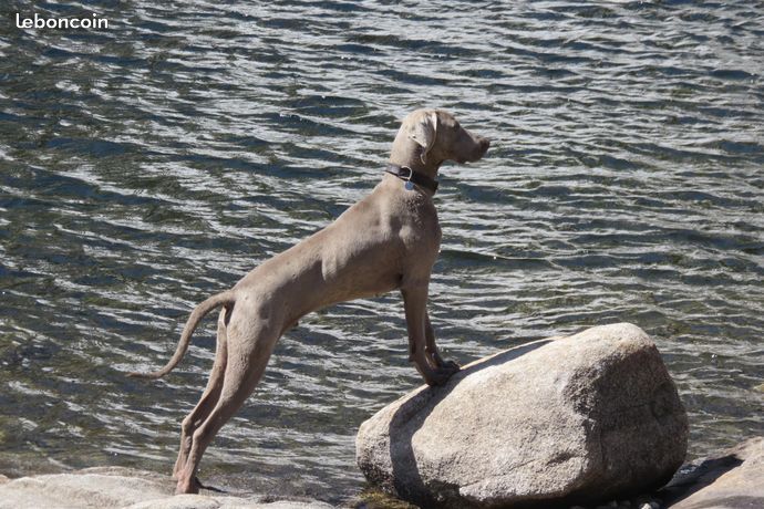 Monsieur Du Prunus D'André