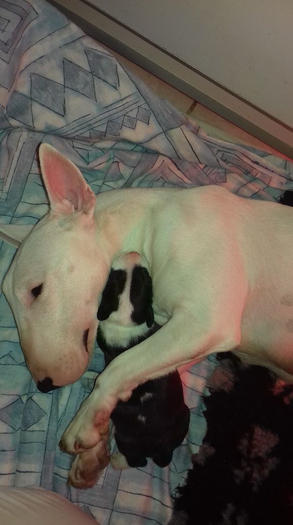  Auteur : of lovely demon