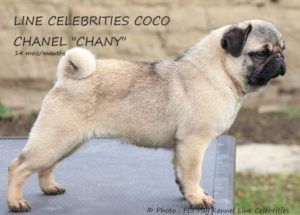line celebrities Coco chanel aka chany