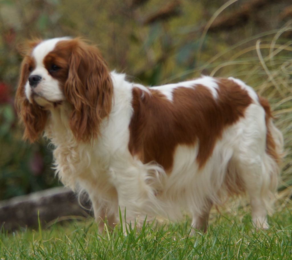 Publication : Du Domaine De Virginyamael Auteur : Nathalie Leroy