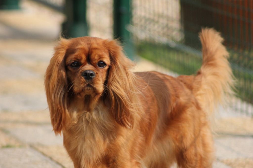 Publication : De La Source Sanson Auteur : VALERIE FREBERT