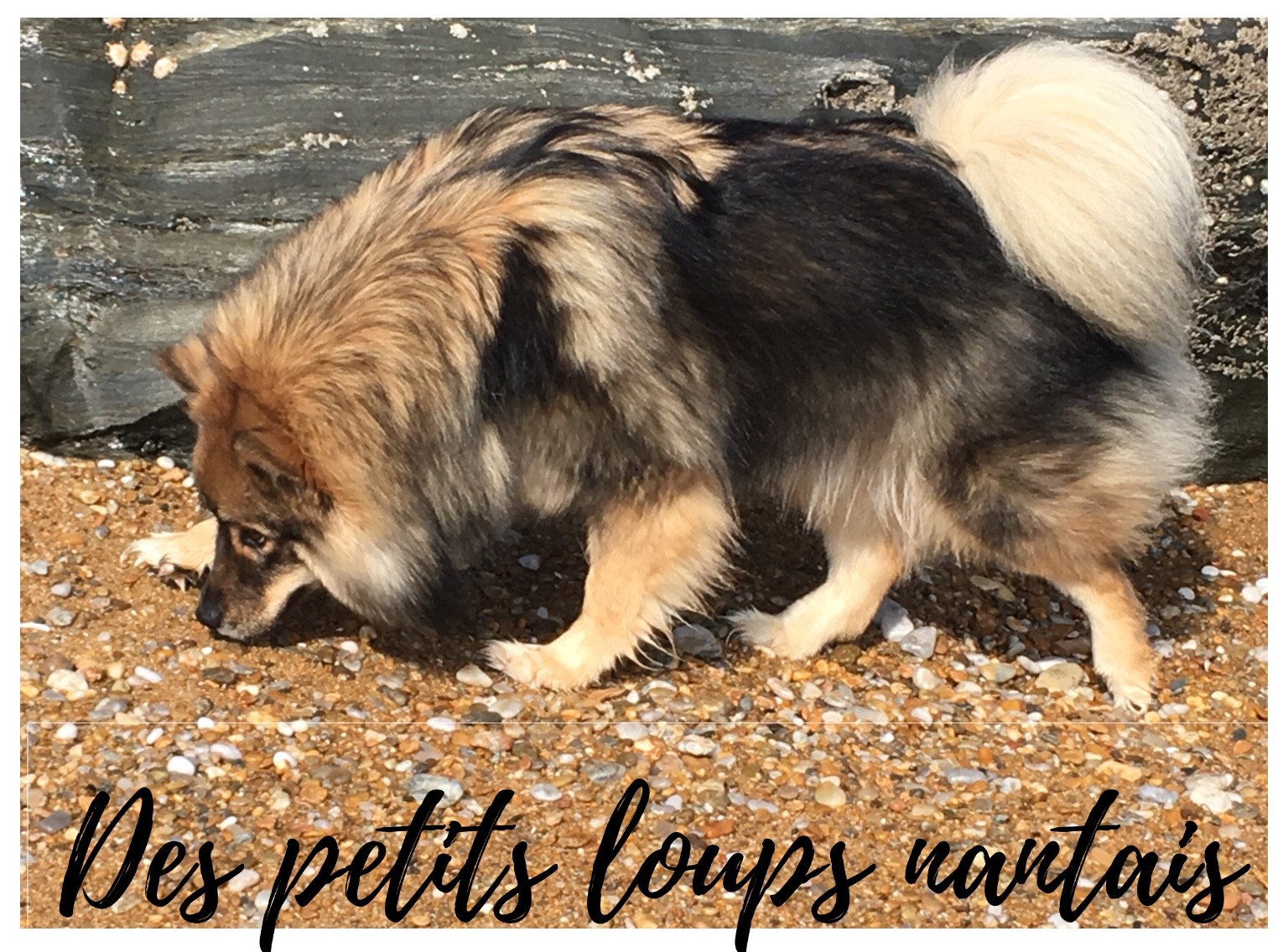 Publication : Des Petits Loups Nantais Auteur : Yoko de Nantes