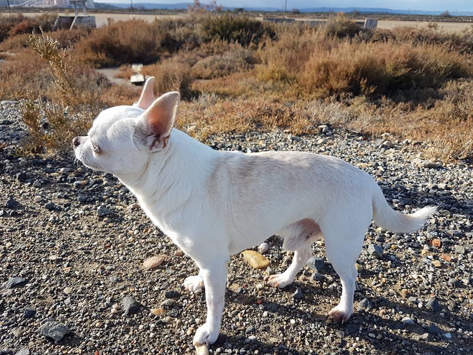 Dingo des hercules de fond bouillant
