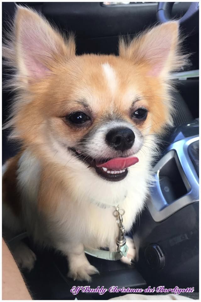 Publication : Dei Bordigotti