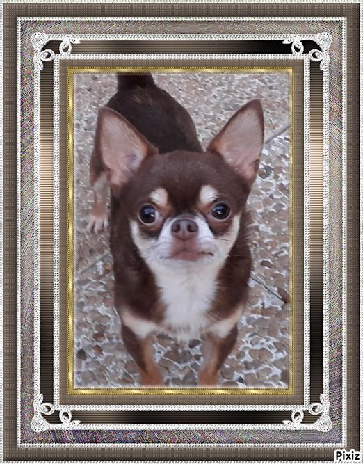 Obelix des Petits Mickeys