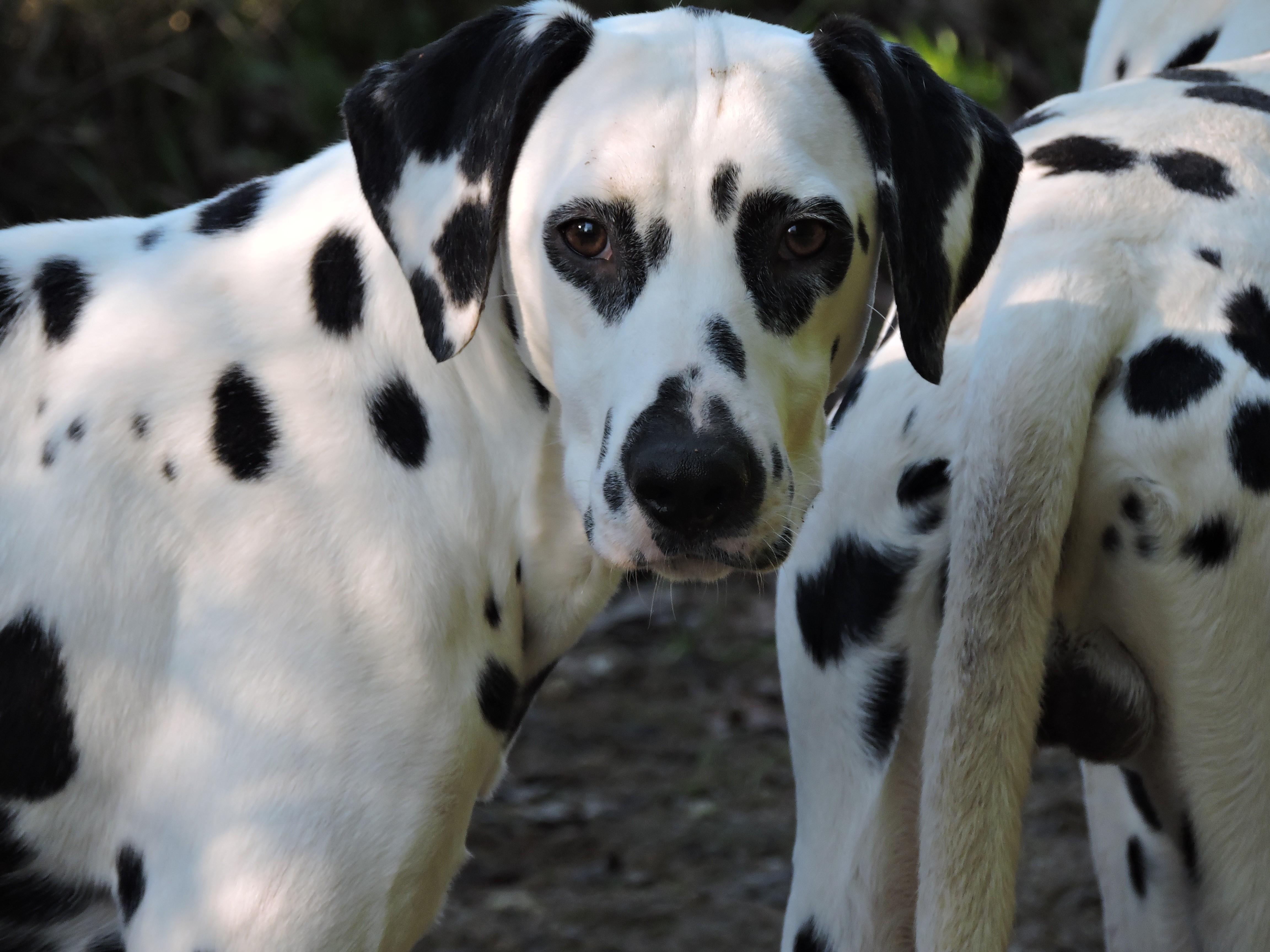 Publication : De l'eden for ever