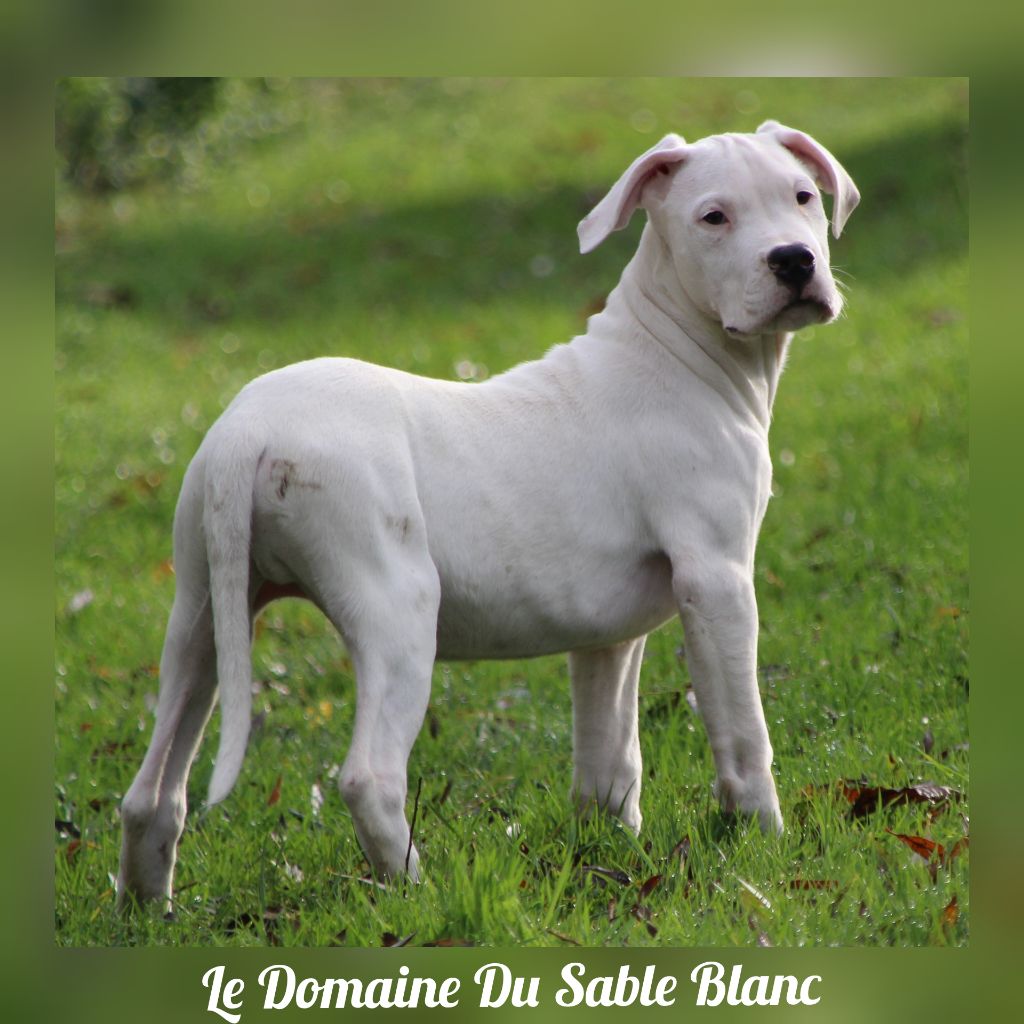 Publication : du Domaine du Sable Blanc Auteur : Le Domaine Du Sable Blanc