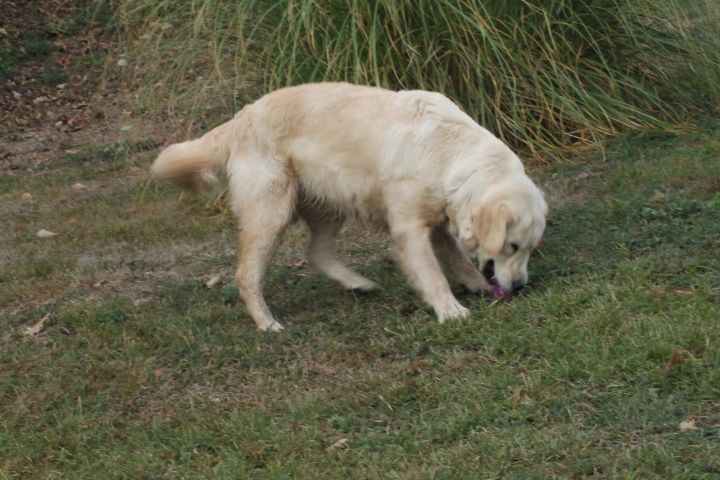 Milka Du rivage des mille etangs