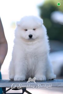 Publication : of Sparkling Starlight 