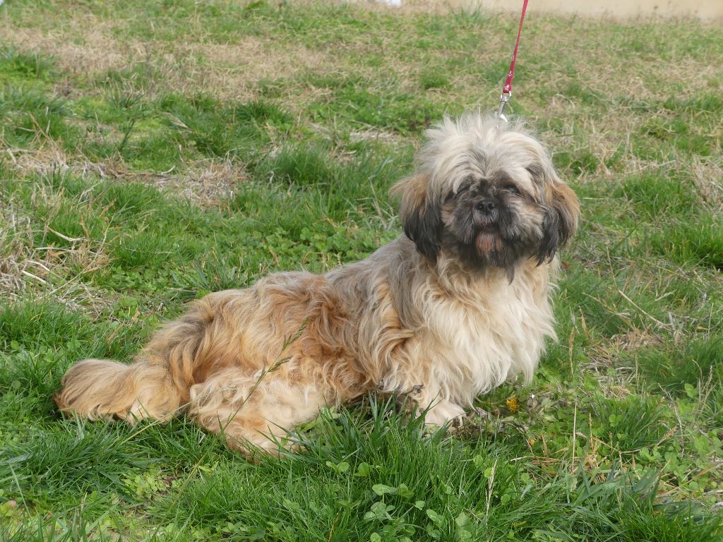 Harline De la truffe en quercy