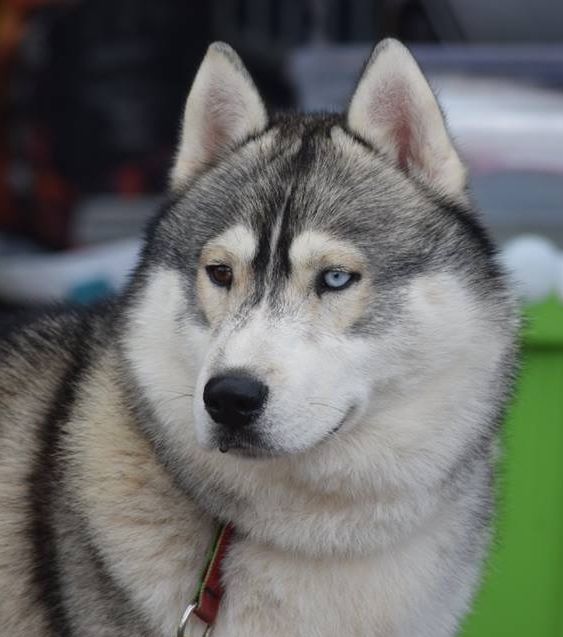 Publication : Of Moonlight's Rhapsody Auteur : Laura Lucyszyn